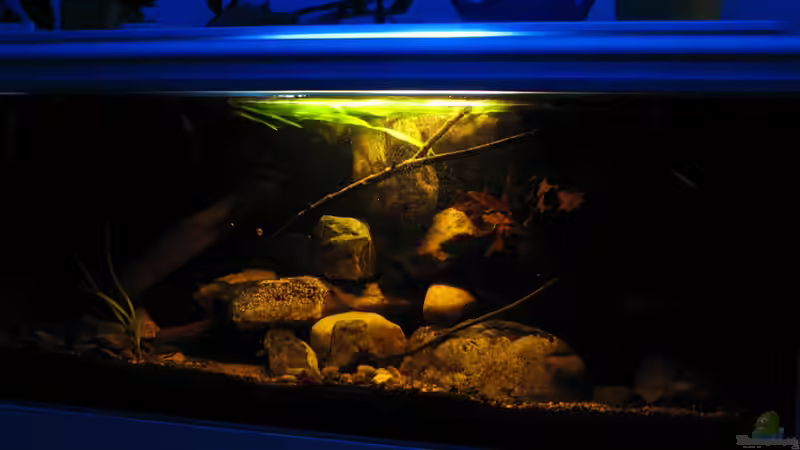 30.12.2013 hinterer Leuchtbalken aus (Dämmerlicht zum Nachtfüttern) von der Theoretiker (16)