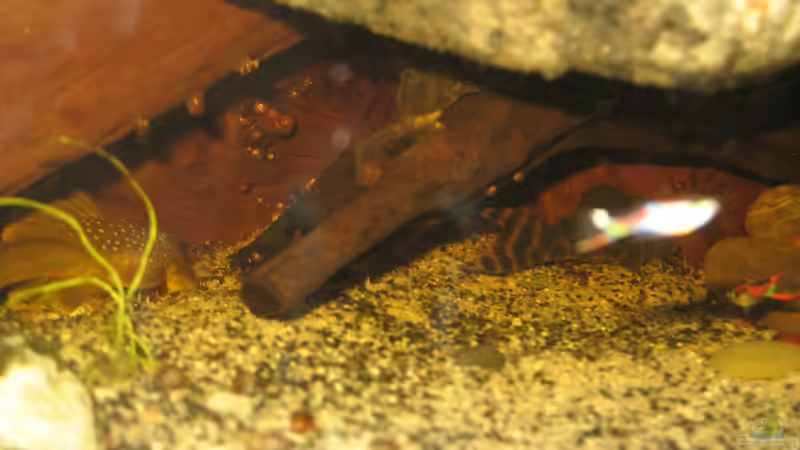 30.12.2013 l200, l147 und panaquolus spec. aff. maccus von der Theoretiker (99)