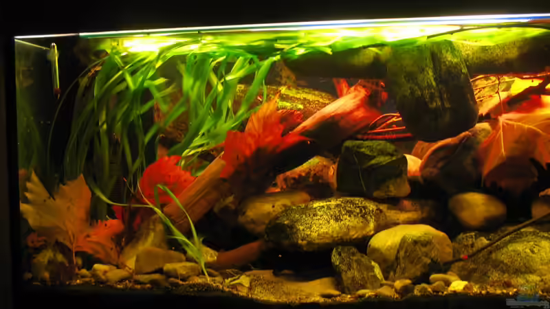 30.12.2013 links-mitte von der Theoretiker (21)