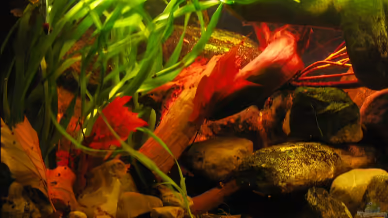 30.12.2013 lins-mitte von unten nach oben fotografiert von der Theoretiker (19)