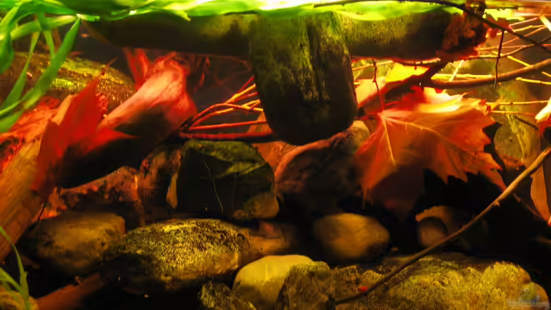 30.12.2013 Mitte leicht von unten nach oben fotografiert von der Theoretiker (18)