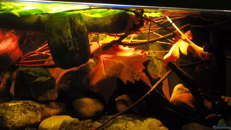 30.12.2013 mitte-rechts mit Laub und zusätzlichen Zweigen von der Theoretiker (20)