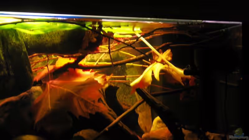 30.12.2013 rechts oben mit neuen Zweigen (Trauerweide) von der Theoretiker (15)