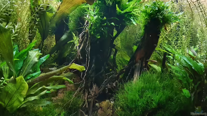 30.12.2021 Es wuchert...ohne CO2 von der Theoretiker (7)