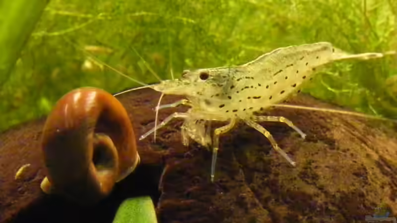 30.3.09 von Krätzchen (30)