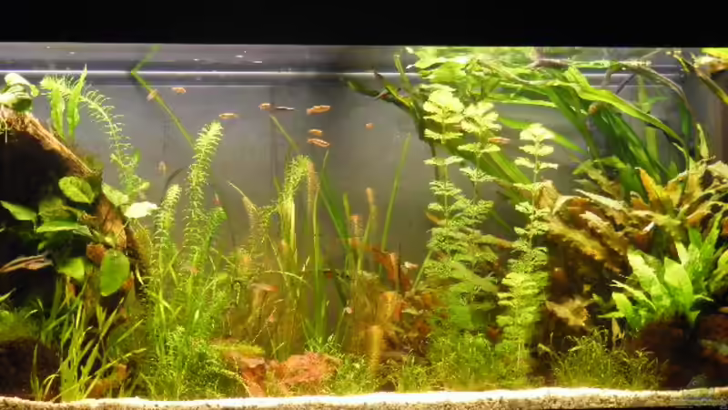 30.3.09 von Krätzchen (4)