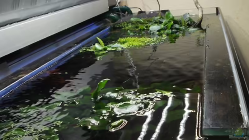 30.7.2012 von Guppy62 (13)