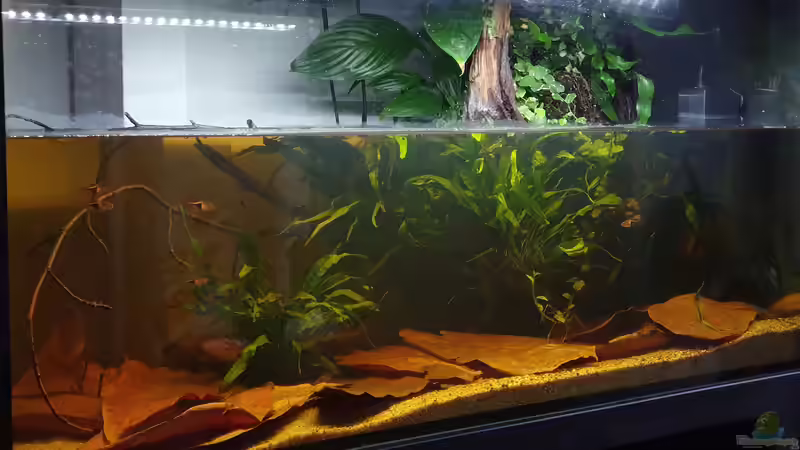 30.9.19 von Aqua fan (7)