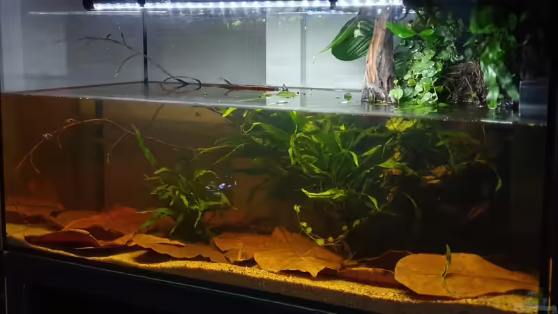 30.9.19 von Aqua fan (8)