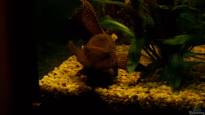 30 cm wels von zwini0815 (7)