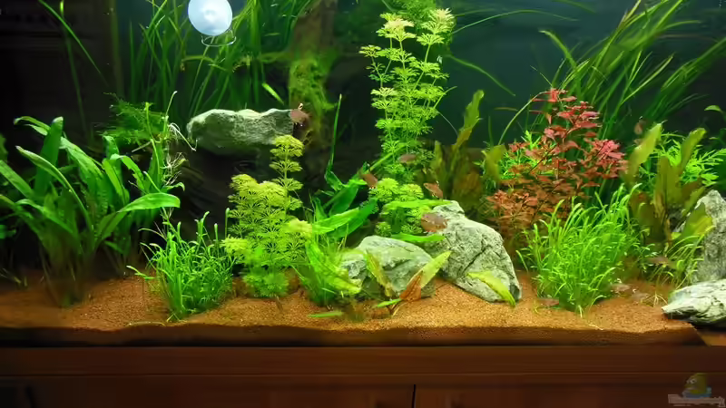 30 Tage nach Neueinrichtung von Bandito76 (3)