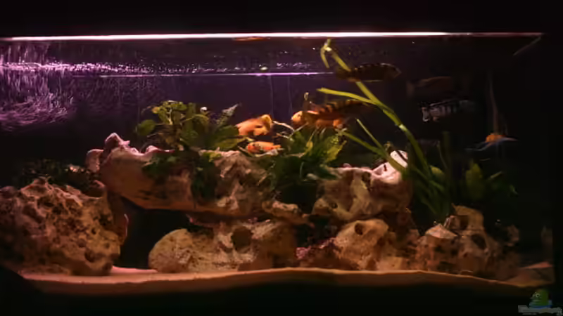 300 L Malawiaquarium von Philipp Clodt (1)