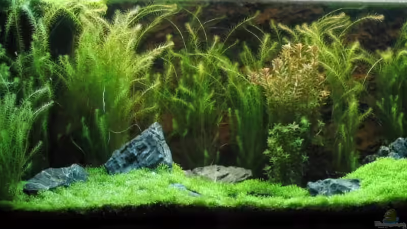 300 Liter Garnelenbecken