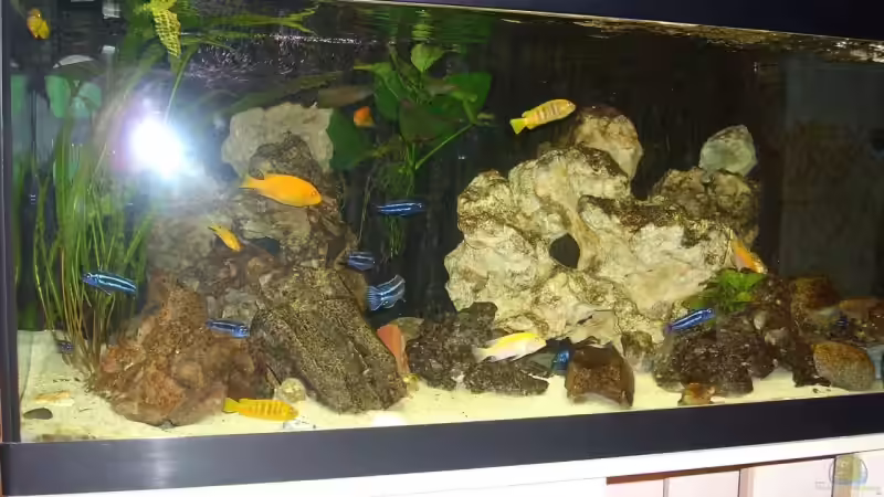 300 ltr. Malawibecken