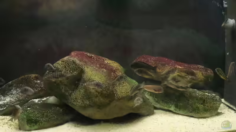 300er mit Tropheus chaitika (Blue Rainbow) und Riverstones von Tom (2)