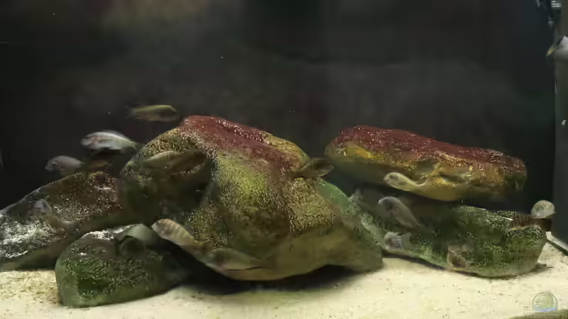 300er mit Tropheus chaitika (Blue Rainbow) von Tom (1)