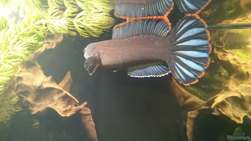 300l channa Artenbecken  von AquaTobi90 (1)