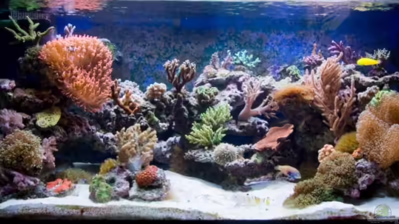 ***300l Meer*** von Azalee (1)