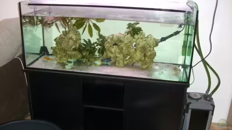 300L übergangsbecken von breakfastklubber (12)