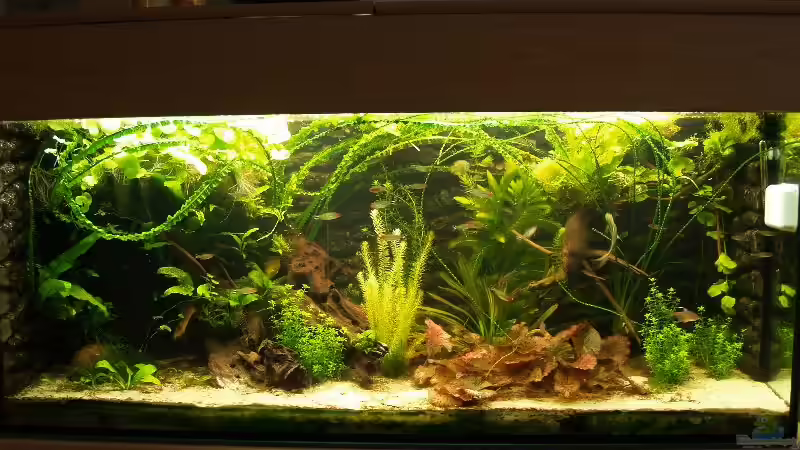 300l Wohnzimmer in Betrieb seit Mai 2002  von rasrol (1)