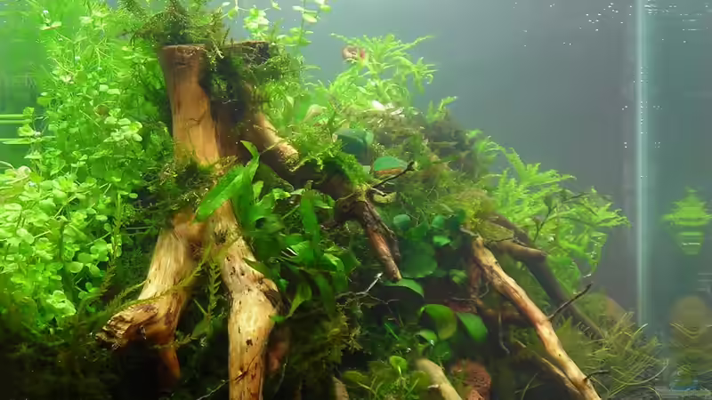 30l Cube, frisch bepflanzt