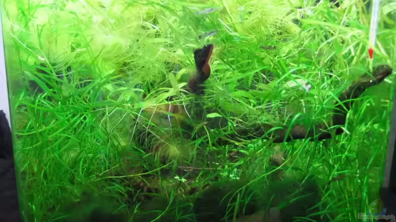 30L Dennerle Nano Cube von Herbst.Sturm (1)