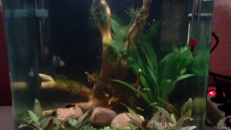 30l Nano Cube von LadyWolf (1)