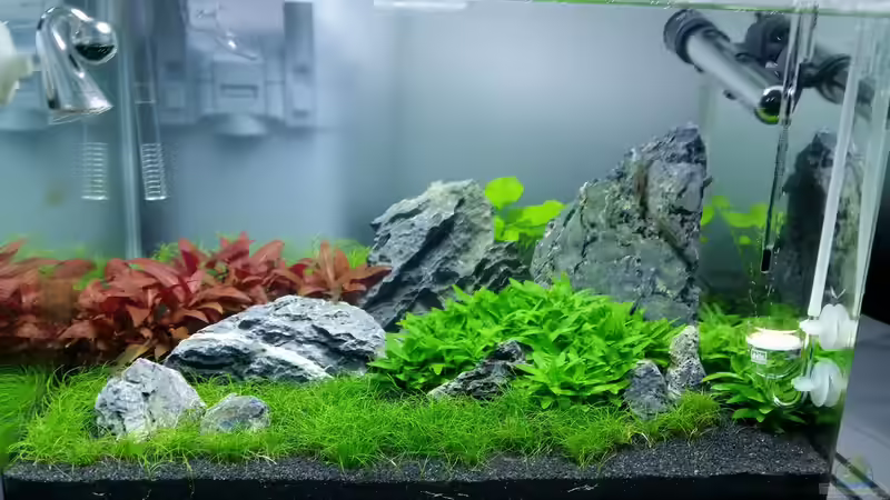 30ter Tag (paar algen am Stein :( ) von Kai-Uwe M (7)