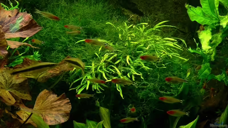 31.01.14 von Der Nicky (27)