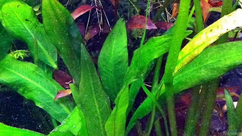 31.01.2011 Echinodorus bleheri von Sebastian Philipp (10)