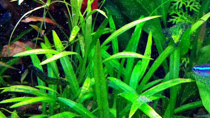 31.01.2011 Echinodorus latifolius von Sebastian Philipp (11)