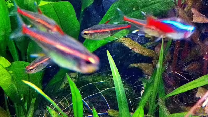 31.01.2011 Moos auf Cocos I. von Sebastian Philipp (15)