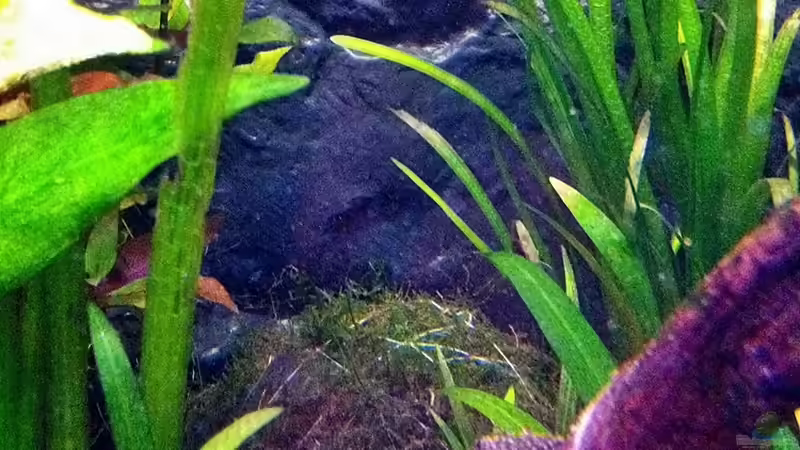 31.01.2011 Moos auf Cocos II. von Sebastian Philipp (16)