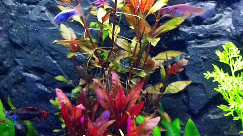 31.01.2011 Papageienblatt von Sebastian Philipp (9)