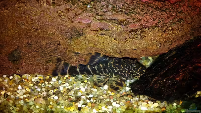 31.01.2011 Peckoltia sp. von Sebastian Philipp (27)