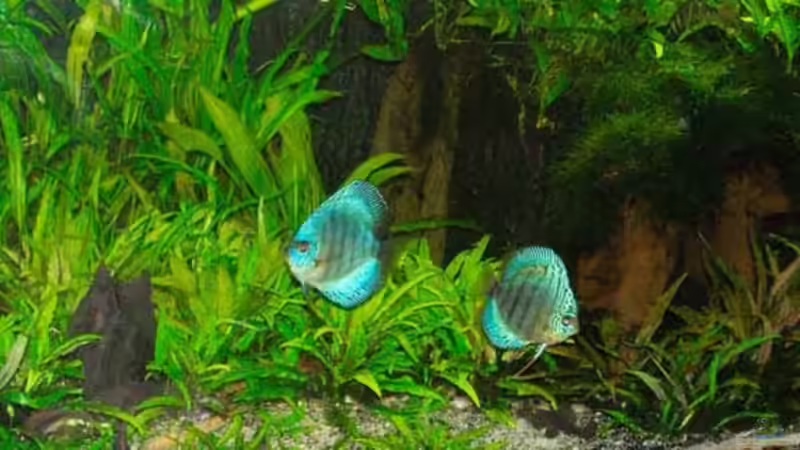 31.01.2011 von peaches (14)