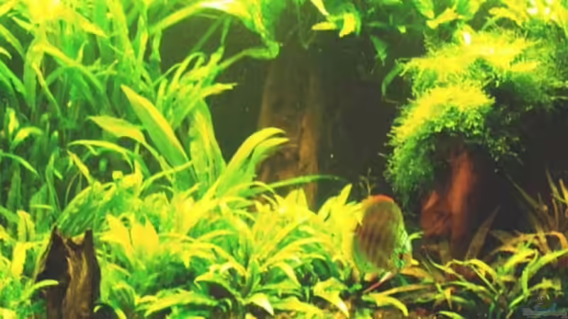 31.01.2011 von peaches (22)