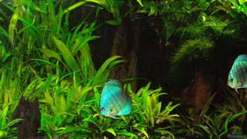 31.01.2011 von peaches (24)