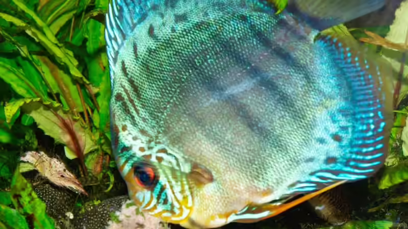 31.01.2011 von peaches (40)