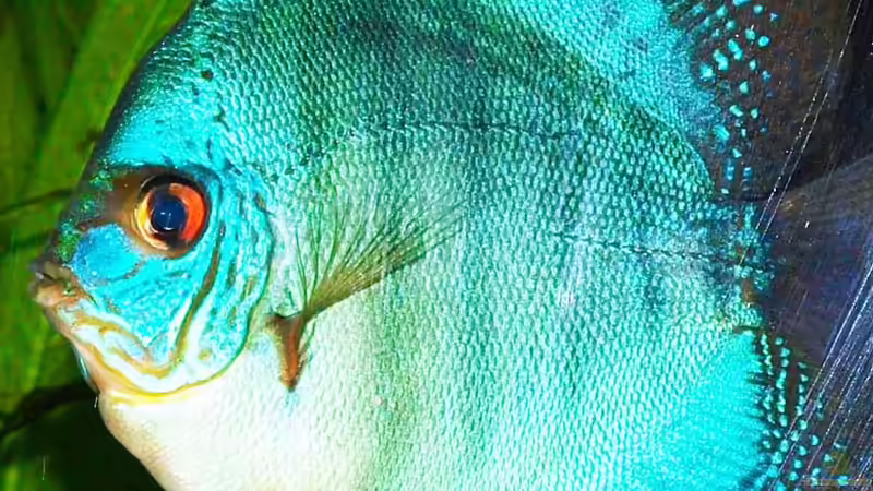 31.01.2011 von peaches (41)