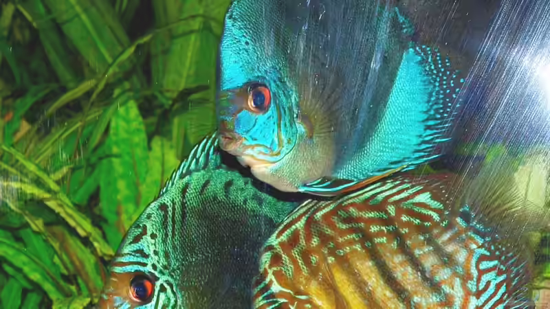 31.01.2011 von peaches (42)