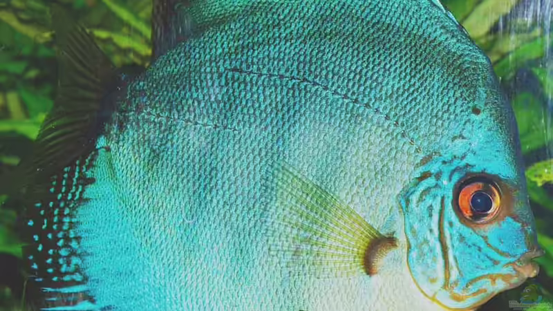 31.01.2011 von peaches (45)