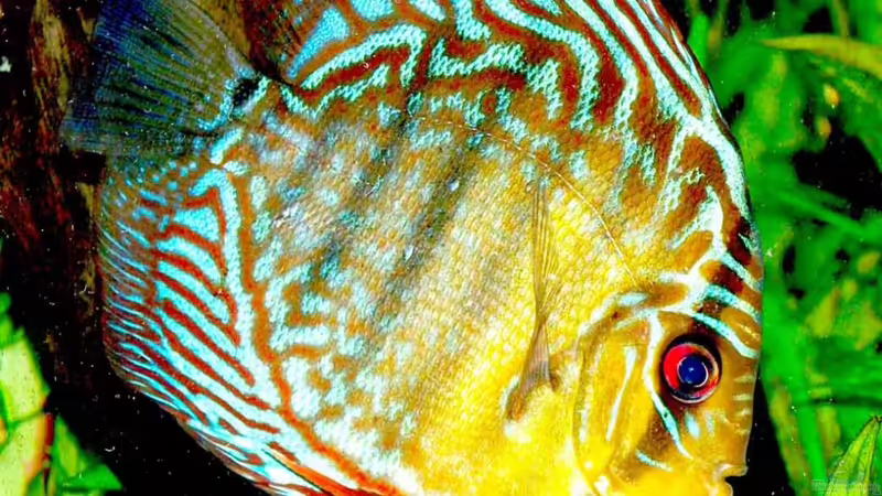 31.01.2011 von peaches (46)