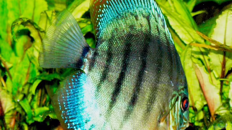 31.01.2011 von peaches (47)