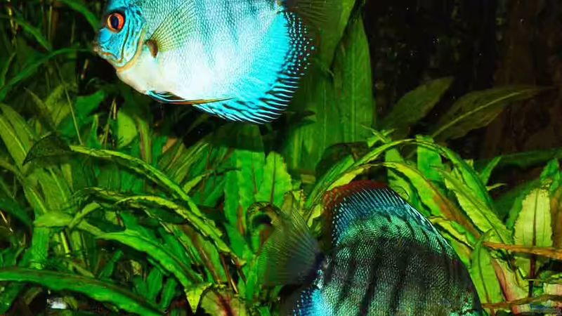 31.01.2011 von peaches (49)