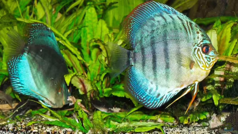 31.01.2011 von peaches (50)