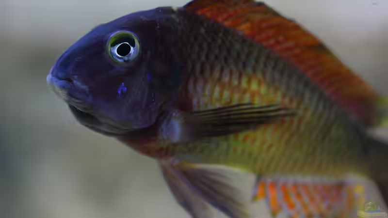 31.03.2012 von Keule73 (8)