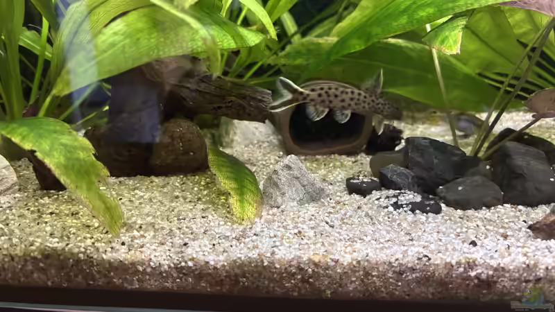 Aquarien mit Synodontis lucipinnis