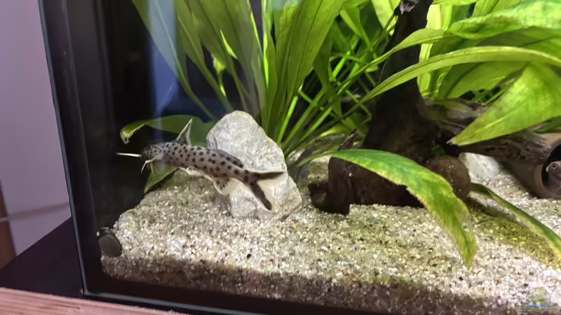 Aquarien mit Synodontis lucipinnis