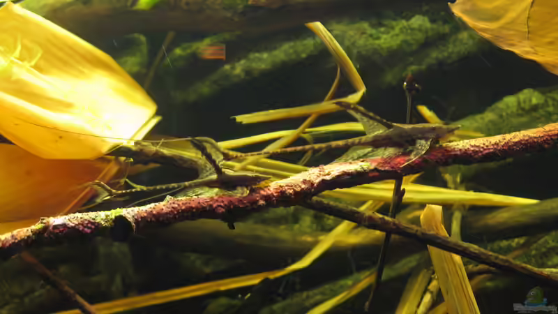 31.05.2015 von der Theoretiker (57)